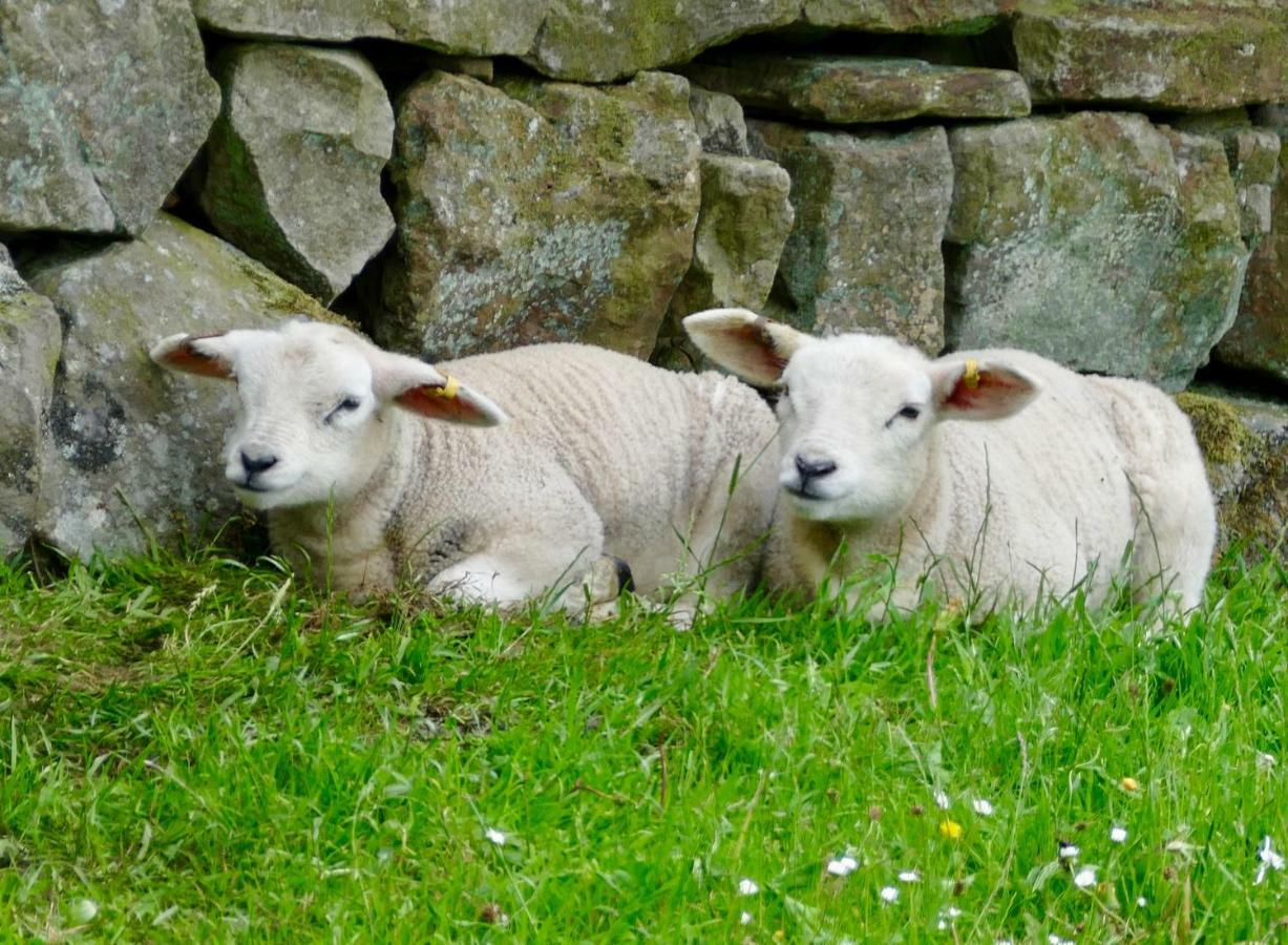 Heathergate Cottage Dartmoor Bnb Lydford Bagian luar foto